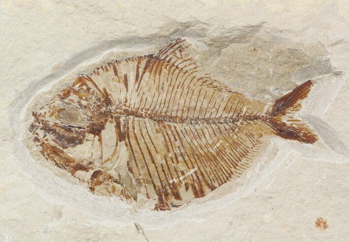 Cretaceous Fossil Fish (Pharmacicnthys) - Lebanon #48525